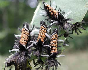 Tussock Moths on Milkweed