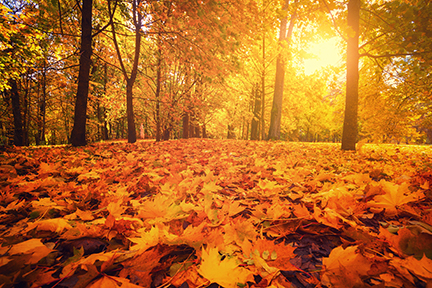 Forest with orange leaves