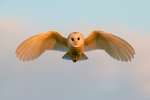 Barn owl flying at dusk