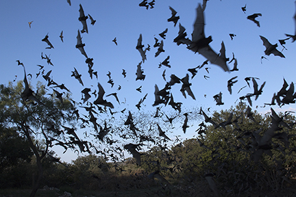 Bats flying