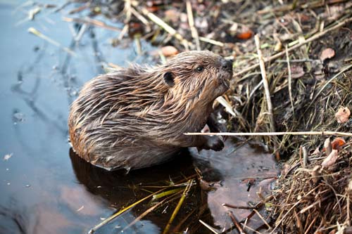 Beaver