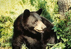 Black Bear