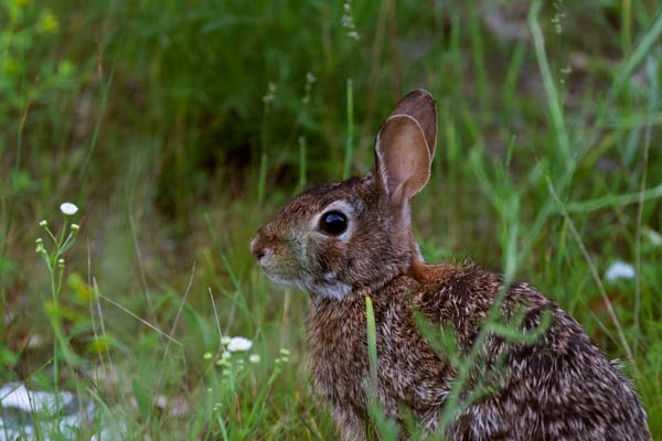 Image Credit: Joe Riederer Cottontail Rabbit