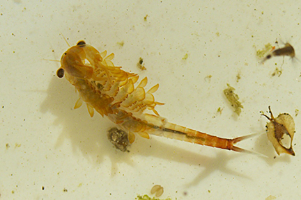 Fairy shrimp, Photo Credit: Distant Hill Gardens