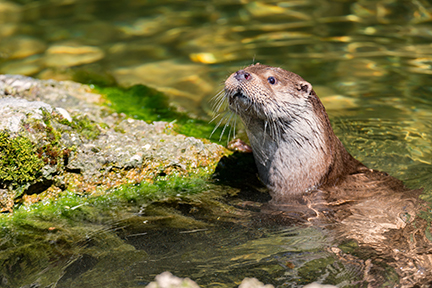 Otter in water