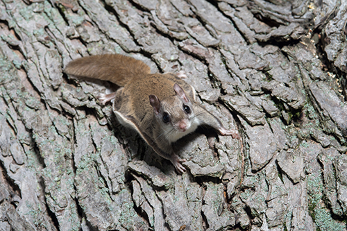 The Flying Squirrel