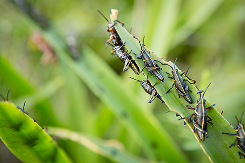 Grasshoppers on a leaf