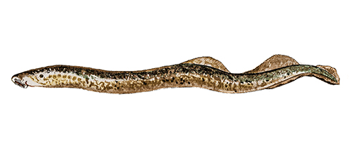 Sea Lamprey Sea Lamprey