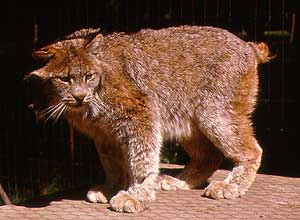 Lynx Lynx