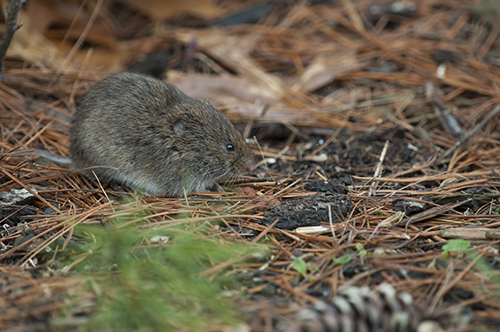 Meadow Vole Meadow Vole