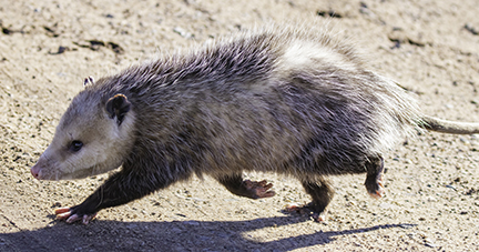 Oposum walking