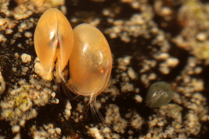 Seed shrimp, Photo Credit: Dann Thombs