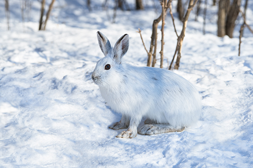 Snowshoe Hare Snowshoe Hare