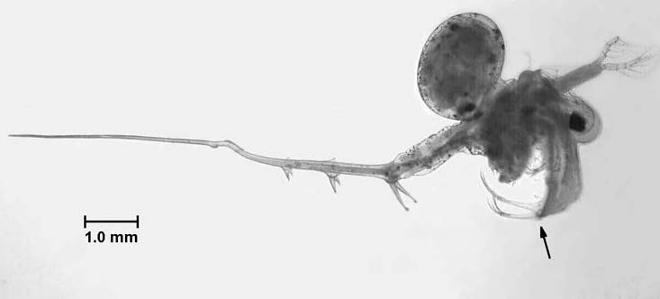 Spiny Water Flea Spiny Water Flea