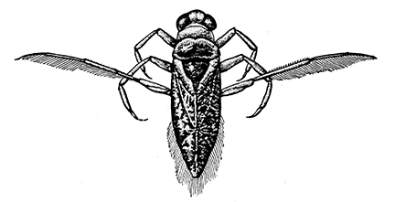 Water Boatman illustration