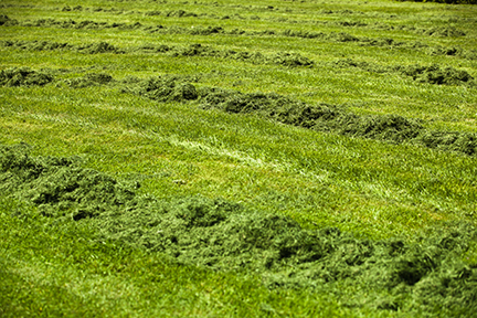 Yard with piles of just mowed grass