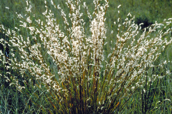 Little bluestem plant