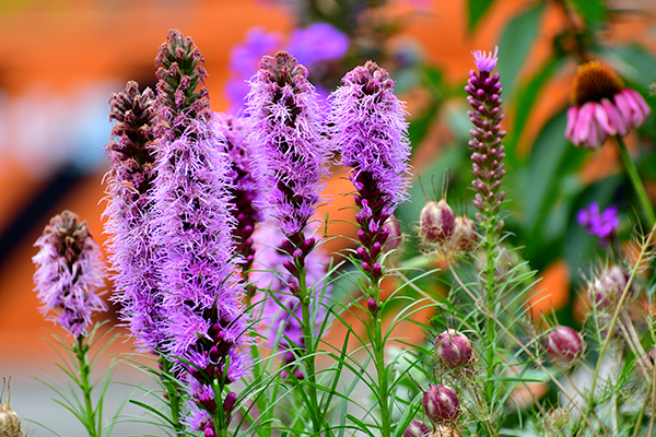 Blazing Star in bloom