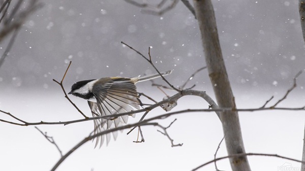 Chickadee flying in winter, Photo Credit: Joe Riederer