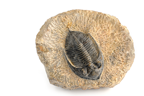 Fossil of a trilobite