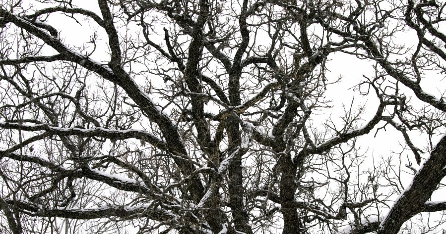 Snowy tree, Photo Credit: Joe Riederer