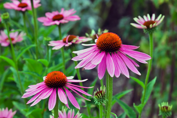 Purple Coneflower