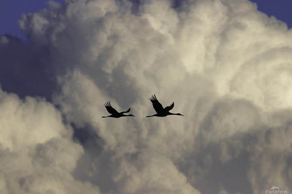 Silhouette of Sandhill Cranes flying, Photo Credit: Joe Riederer