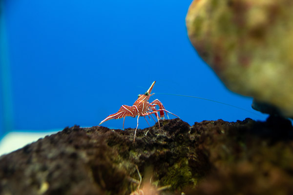 Shrimp in Fish Tank