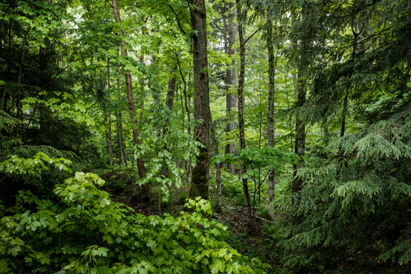 Trees in the Forest