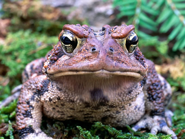 American Toad