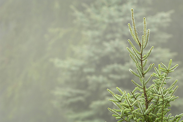 Tree tops with Balsam Fir