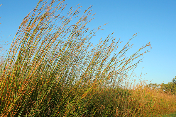 Big Bluestem with blue sky