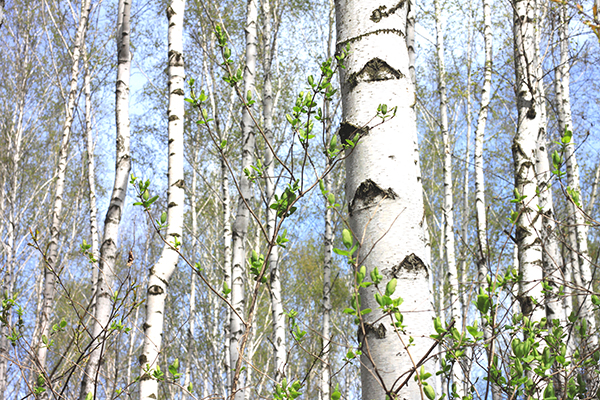 Paper Birch trees