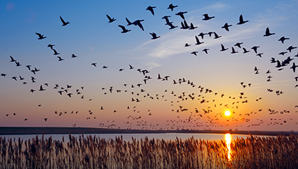 Birds migrating flying over water