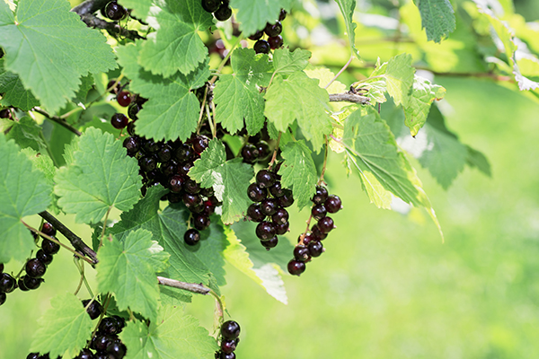 American Black currant