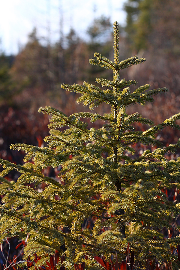 A black spruce in a bog