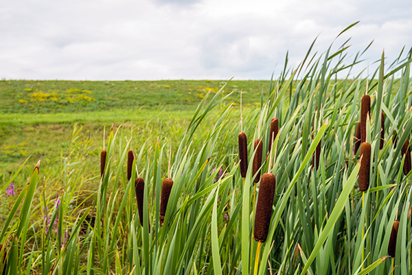 Close up of cattail