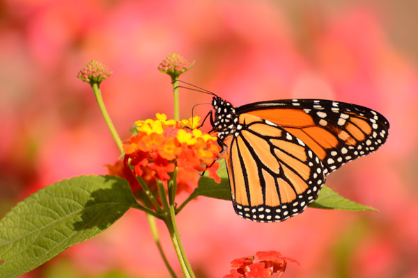 Butterfly with Flower