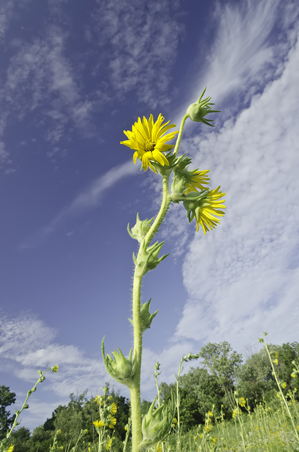 Compass plant against a blue sky