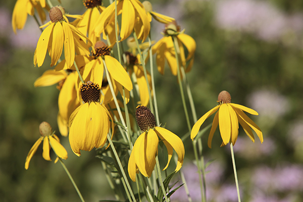 Close up of Prairie Coneflower