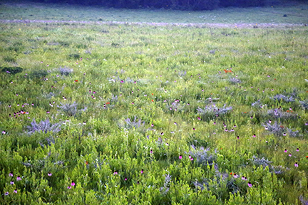 A field of coneflowers and natural prairie grasses