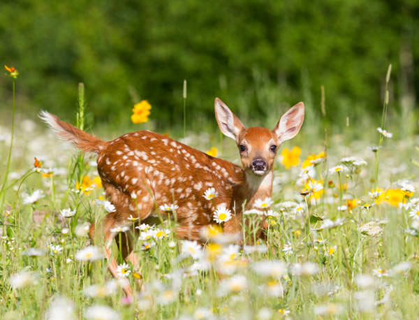 Deer in the Wild