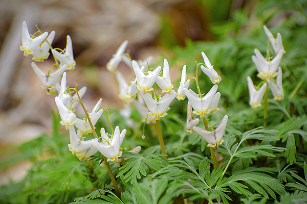 Close up of Dutchman's breeches