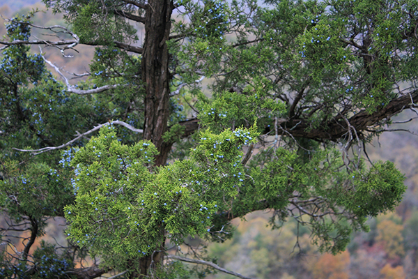 Eastern Red Cedar