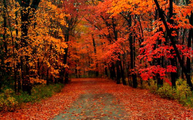 Fall Forest
