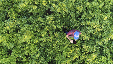 Person using app in field