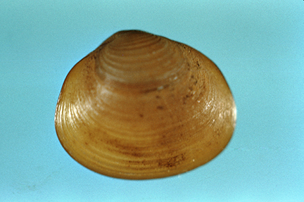 Fingernail Clam