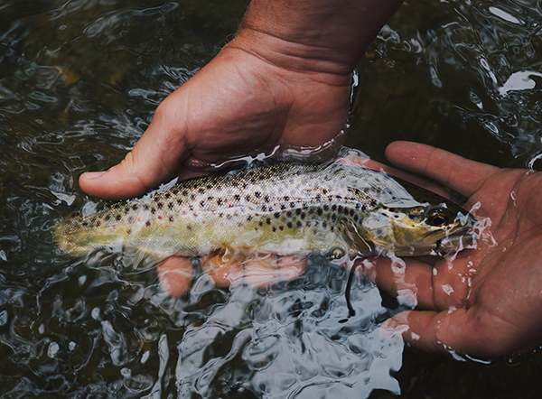 Person holding fish Credit: Photo by Hunter Brumels on Unsplash