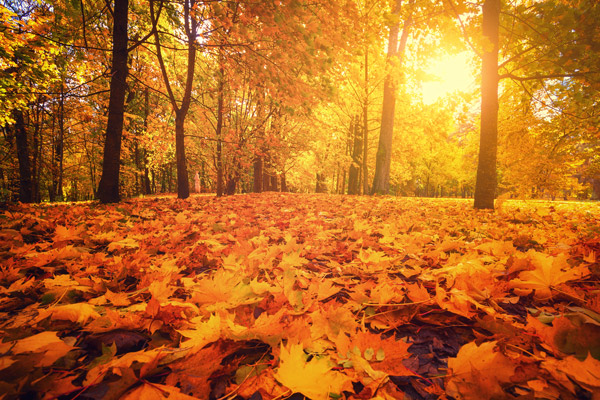Forest with Leaves