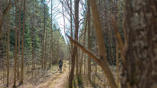 Walking in the forest Credit: Photo by Ant Rozetsky on Unsplash